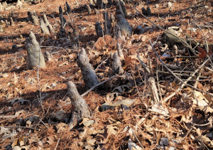 American Bald Cypress Knees
